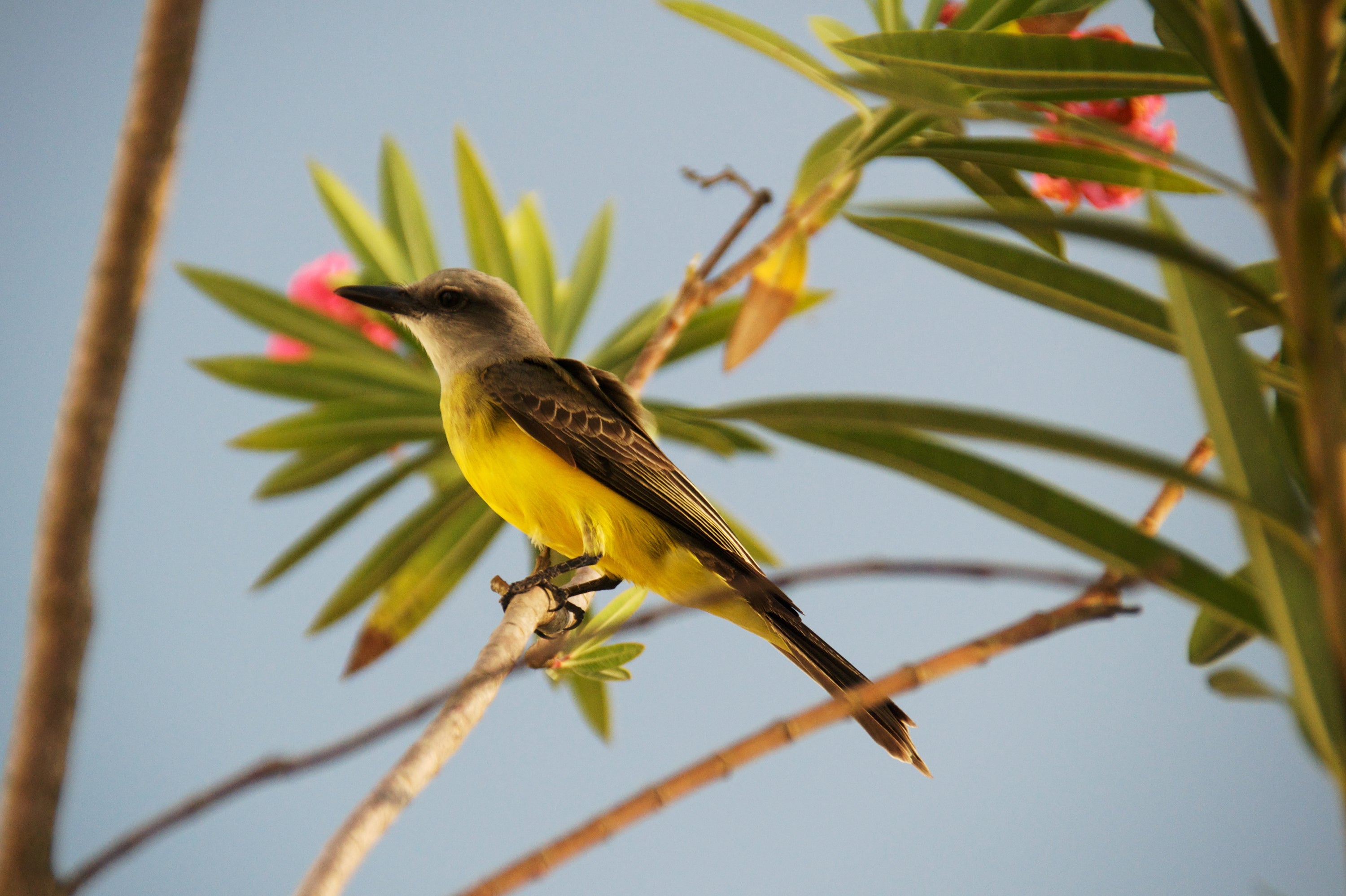 Araracuara